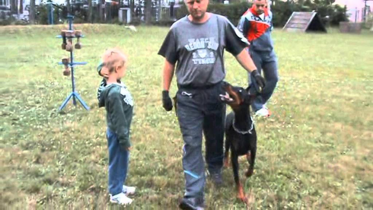 Dobermann Alexia v Maerkischen Leo in IPO 1 training