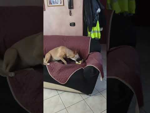 Cane morde la scopa? Soluzione veloce.....
