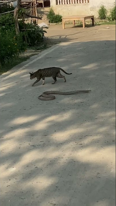 #snake #cat  #reflexes  #village #wild #counterattack