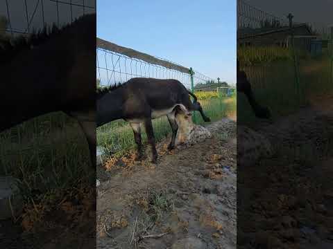 Harren Abdi Kutatte Warabessa Hin Dheysitu