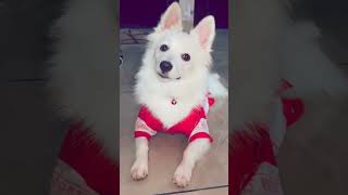 wait for samil🥺 #dogshorts #cuteanimal #cutepuppy #digital