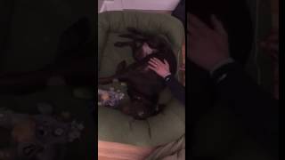 Lab crying after neutering