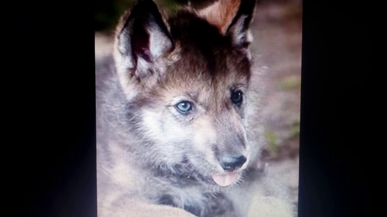 песня волчонок. волчонок песня. маршал волчонок. песня волчонок маршал. волки клип про волков.