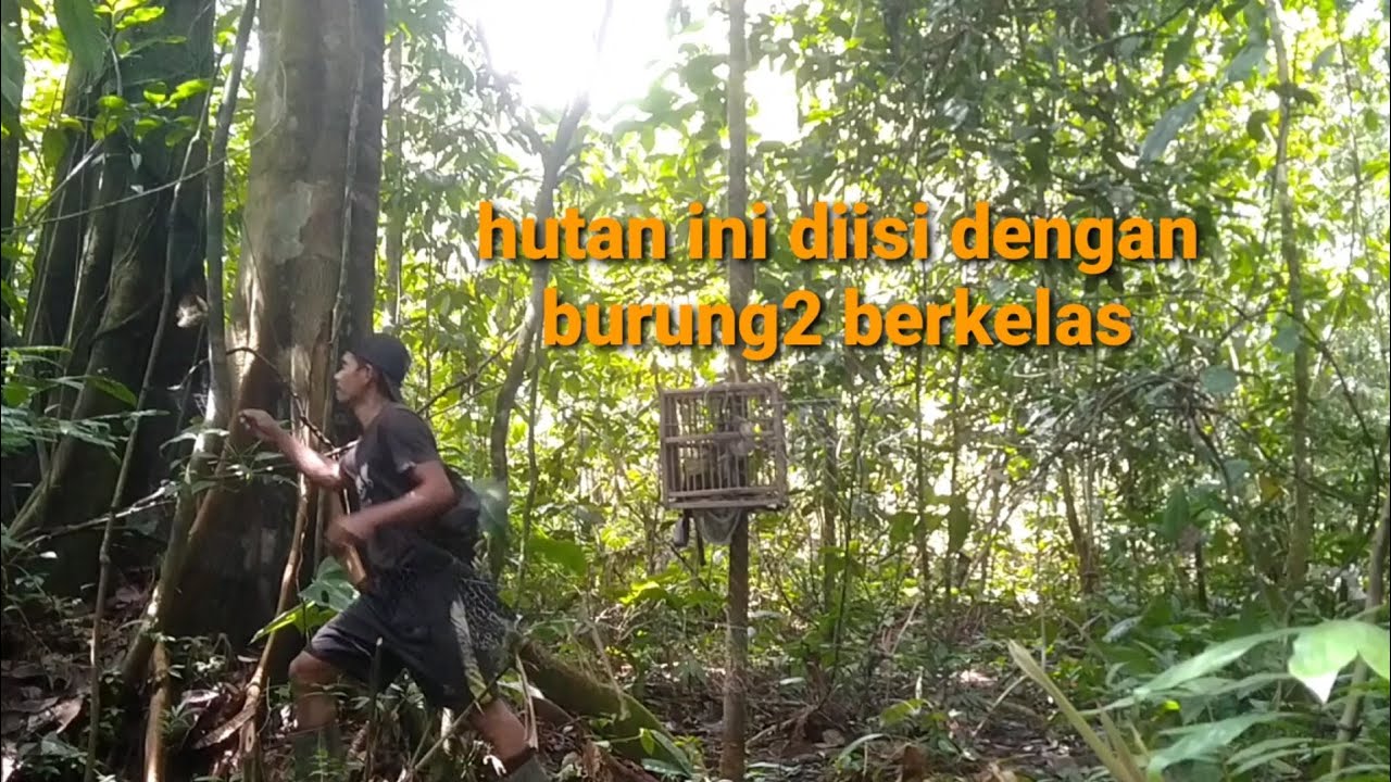 Ternyata Mikat burung kapas tembak paling wow