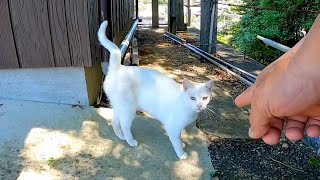 微妙に逃げる白猫