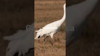 grulla blanca en peligro de extinción en México
