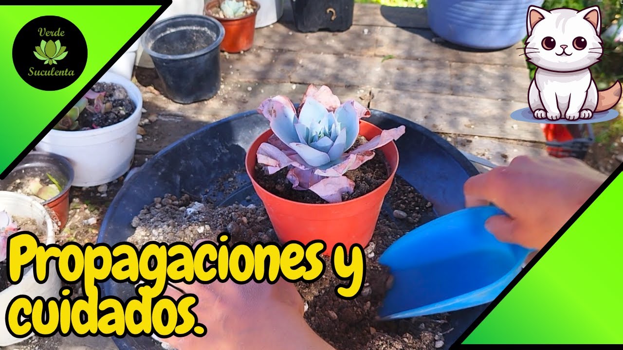 Reproduciendo una de mis favoritas del jardín y dándole más espacio a una de las reinas.🌱🌱🌱