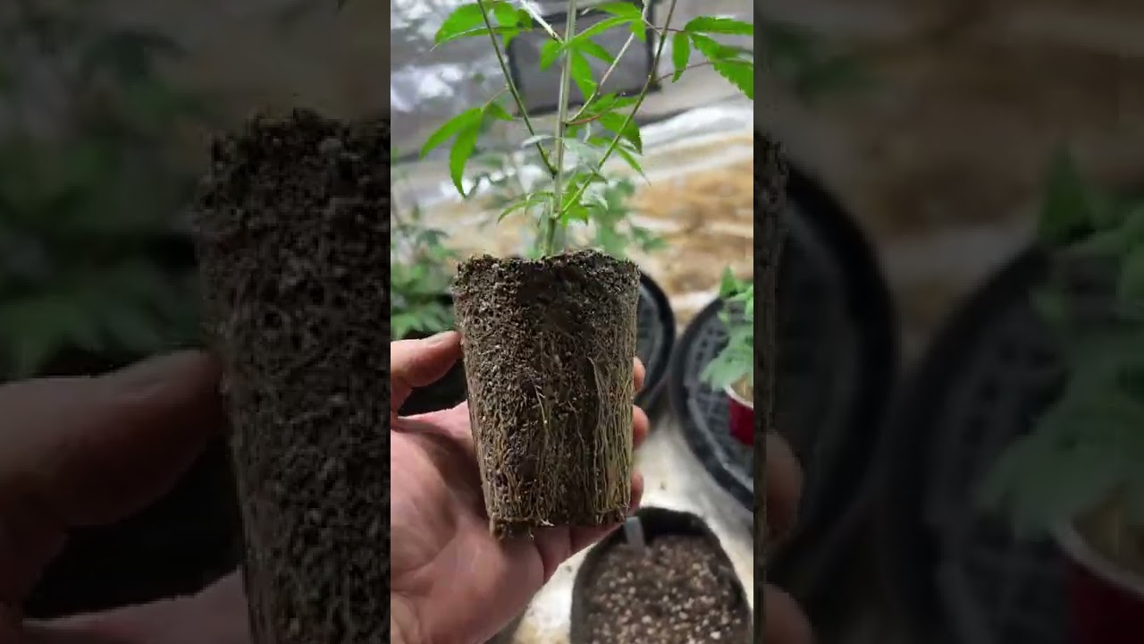 Fixed Drainage Issues in Solo Cups 