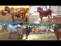 History of Madhuvan gir gaushala ram & kuber gir bull surat