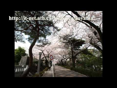 青山霊園の桜　2011年 (平成23年)