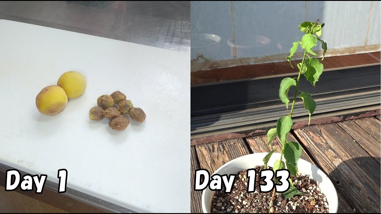 スーパーで買った梅の種を取って育てる How To Grow Plum From Store Bought Plum Youtube