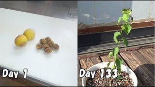 スーパーで買った梅の種を取って育てる / How to grow plum from store bought plum