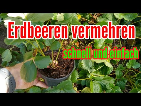 Video: Erdbeervermehrung mit Erdbeerpflanzenausläufern
