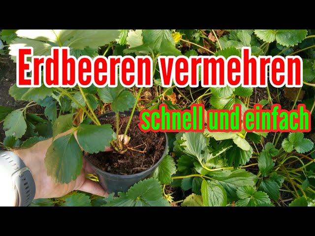 Erdbeeren vermehren ber Auslufer ganz einfach Erdbeeren vermehren Ableger  machen