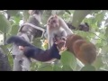 Squirrel VS Monkey fight for Jack  Fruit.