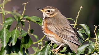 Download Lagu Redwing feeding habits in winter \u0026 Redwing call | Turdus iliacus MP3