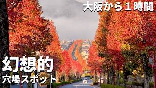 A fantastic autumn Kyoto road that I really don't want to