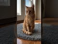 Daily AI Cat 0052 Checked It's Fine