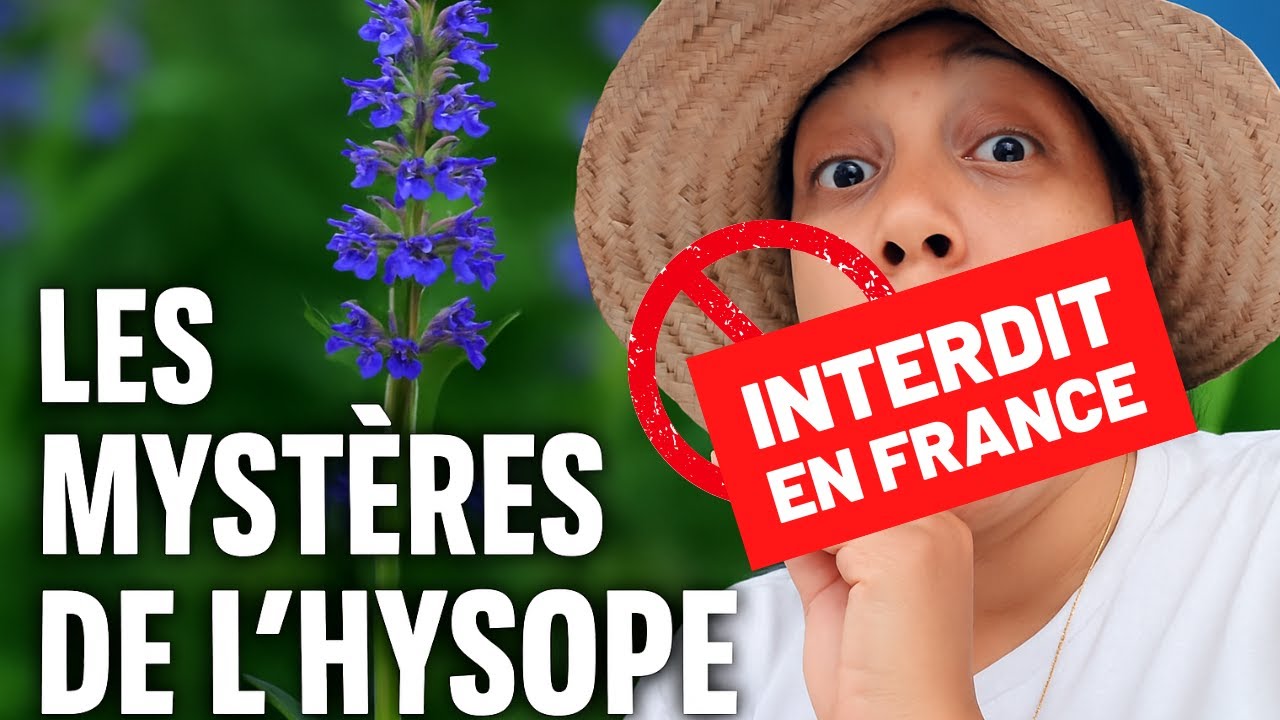 Cette plante puissante, mais interdite !! :  l'hysope #PlantesMédicinales