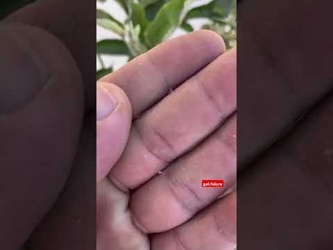 کنه خاکی ببین حتما بدردت میخوره گلهای  گیاه  باغ  باغبانی گلخانه