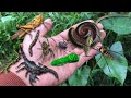 Painful spider bites and save lizards from millipede attackshunt and catch insects
