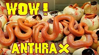 Anthrax Like We've Never Seen Before !