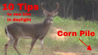 Big Bucks (Baiting 101) tips and tricks