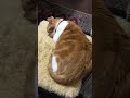 日本のうた  星の界(ほしのよ)