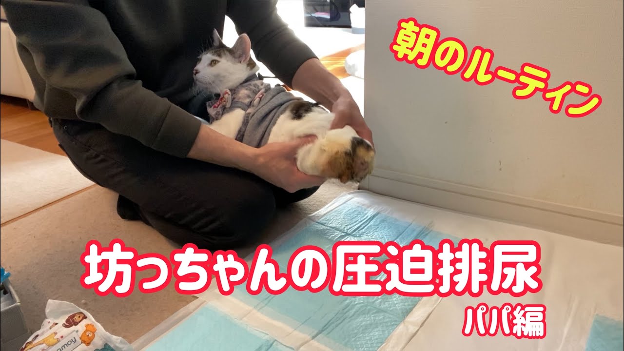 坊っちゃん、朝の圧迫排尿(パパ編)【毎朝のルーティン】