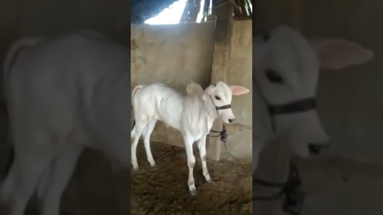 The sins of many births are destroyed by cow protection and cow donation.