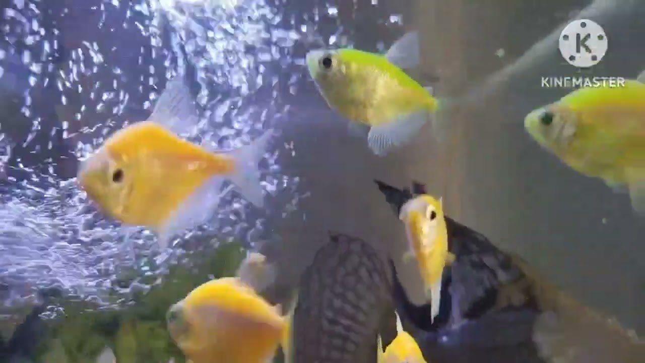 Cute fish collection