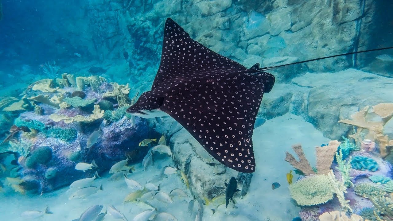 spotted eagle ray facts