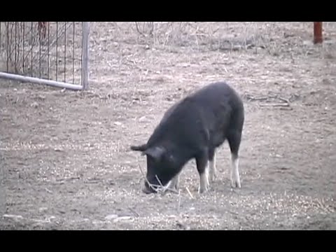 Texas Hog Hunt - 2011 - YouTube