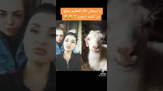 ابوني يلحقكم جديد خاوتي