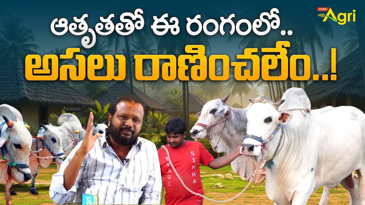Ongole Bulls Winning Characteristics | ఆతృతతో ఈ రంగంలో.. అసలు రాణించలేం..! Tone Agri