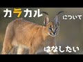 [VOICEROID解説] カラカルについてはなしたいーI want to talk about Caracalー