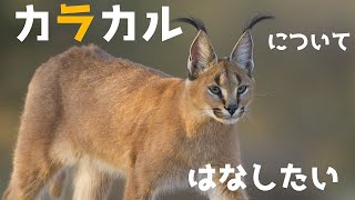 [VOICEROID解説] カラカルについてはなしたいーI want to talk about Caracalー