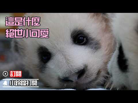 《熊貓早晚安》六一兒童節限定：回顧小“績笑”的一顰一笑 | iPanda熊貓頻道