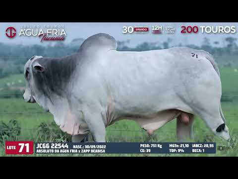 LOTE 71