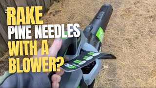 🔥 How to Rake a LOT of Pine Needles in 10 Minutes or Less➔ You HAVE to See This!
