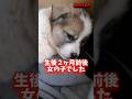 【感動】野良犬の子犬を病院で調べてもらいました#shorts #こてもみ日記