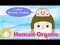 Learn Human Organs Names