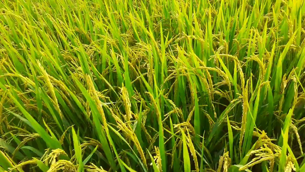 Om.18 67 ngày sau xạ .ĐX.2026