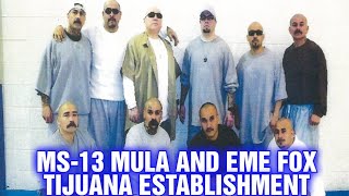 MS-13 MULA AND EME FOX AND THEIR TIJUANA ESTABLISHED RELATIONSHIP!!!