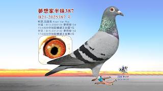 【歐洲特賣】B21-2025387