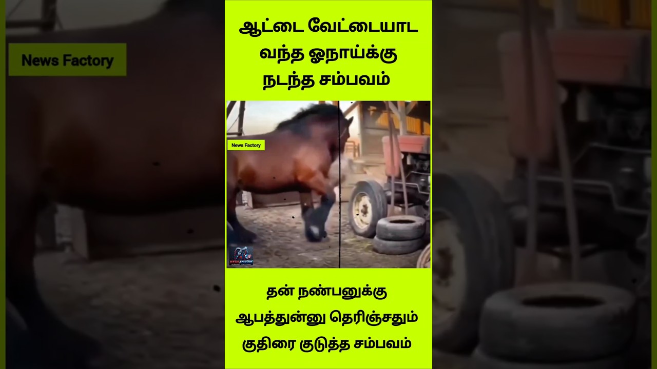 ஆட்டை வேட்டையாட வந்த ஓநாய்க்கு குதிரை கொடுத்த மரண அடி! 🔥😱