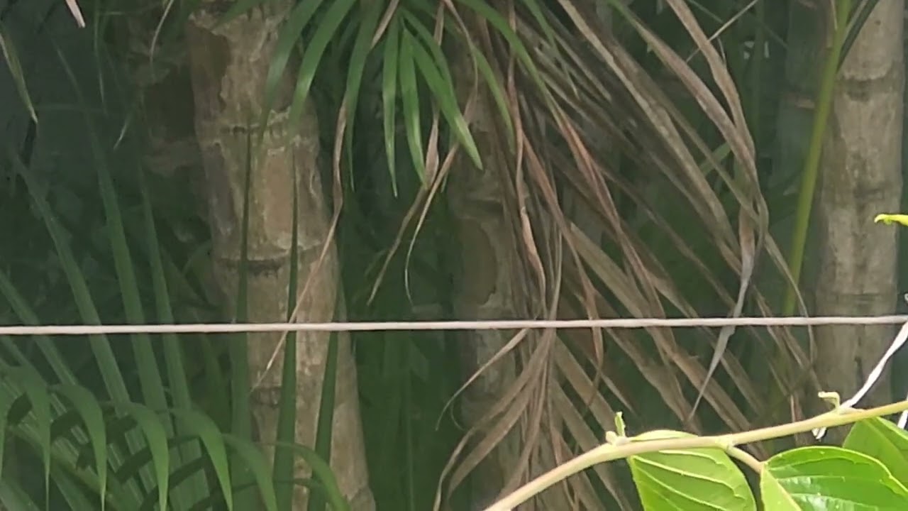 Emerald Green Hummingbird