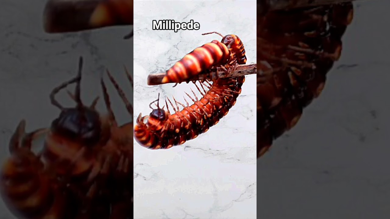 millipede 