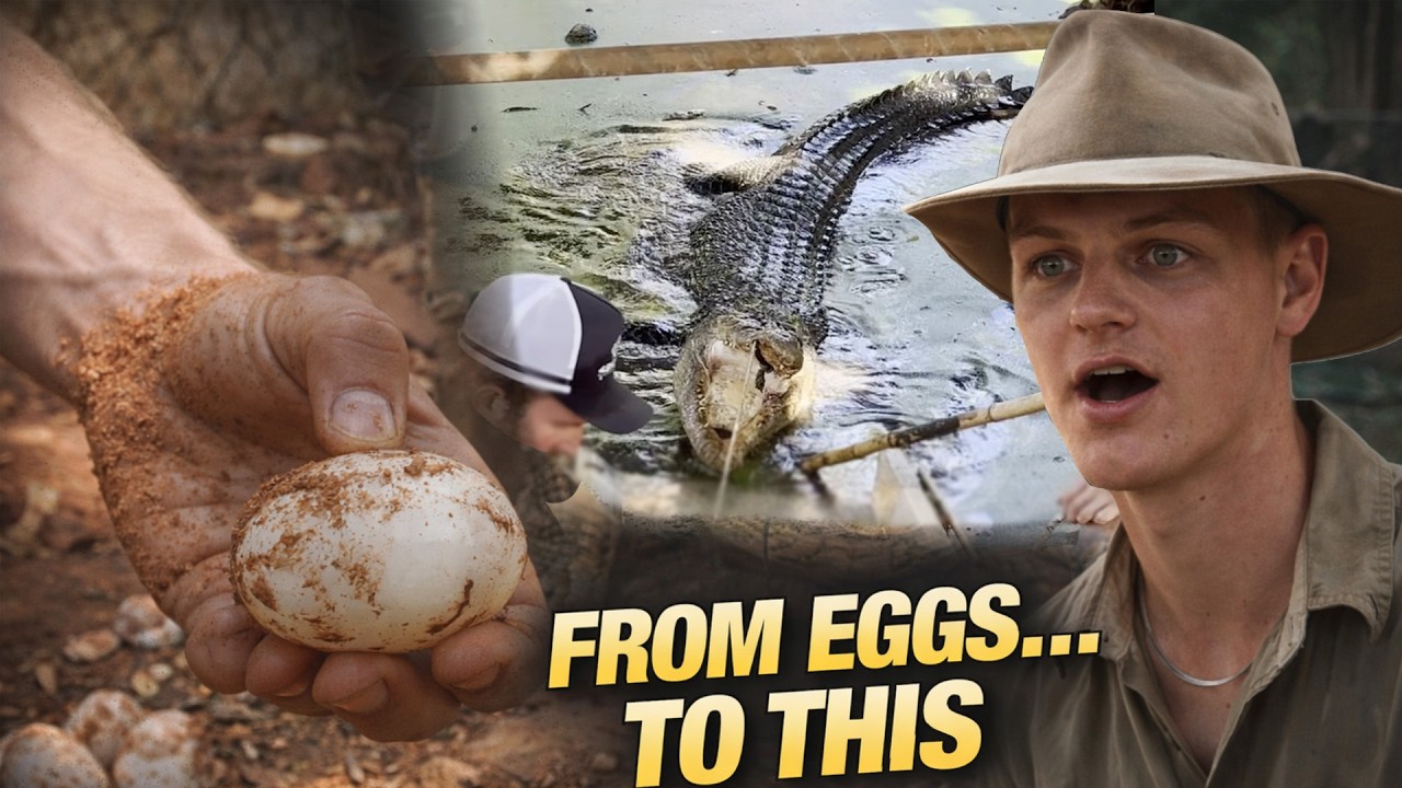 Moving Our Largest 600kg Croc & Collecting Freshwater Croc Eggs! | Croc Park Chronicles Part 1