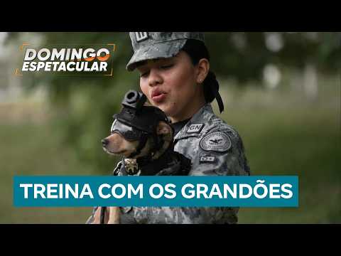 Did You See This? 8-inch Chihuahua becomes mascot for Mexico's National Guard and wins over the p...
